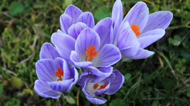 Цвете-талисман: Как да изберем растението, което резонира със зодиакалния ни знак